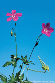 Attēlu rezultāti vaicājumam “Geranium palustre flower”