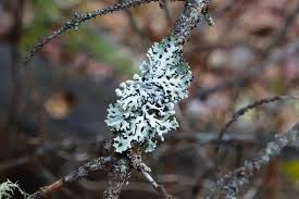 Attēlu rezultāti vaicājumam “Hypogymnia physodes”