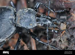 Attēlu rezultāti vaicājumam “Cychrus caraboides”