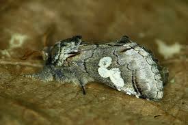 Attēlu rezultāti vaicājumam “Diloba caeruleocephala”