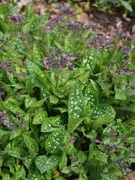 Attēlu rezultāti vaicājumam “Pulmonaria saccharata”