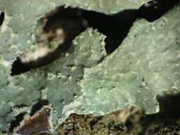 Attēlu rezultāti vaicājumam “Parmelia serrana”