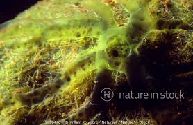 Attēlu rezultāti vaicājumam “Spongilla lacustris”