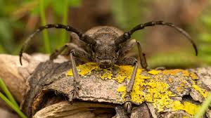 Attēlu rezultāti vaicājumam “Lamia textor”