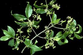 Attēlu rezultāti vaicājumam “Euonymus europaeus leaf”