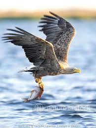 Attēlu rezultāti vaicājumam “Haliaeetus albicilla adult”