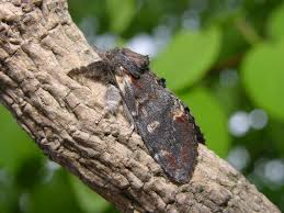 Attēlu rezultāti vaicājumam “Notodonta dromedarius”