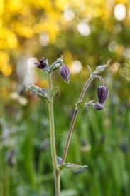 Attēlu rezultāti vaicājumam “Aquilegia vulgaris bud”