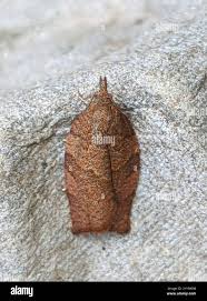 Attēlu rezultāti vaicājumam “Pandemis heparana”