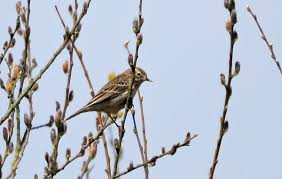 Attēlu rezultāti vaicājumam “Anthus trivialis adult”
