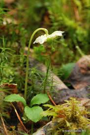 Attēlu rezultāti vaicājumam “Moneses uniflora fruit”