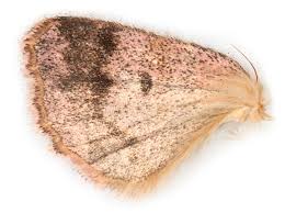 Attēlu rezultāti vaicājumam “Hadena rivularis”