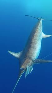 Image result for Xiphias gladius