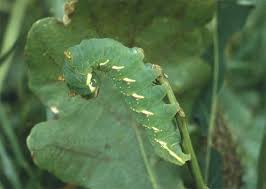 Attēlu rezultāti vaicājumam “Peridea anceps”