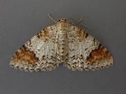 Attēlu rezultāti vaicājumam “Venusia blomeri”