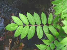 Attēlu rezultāti vaicājumam “Sorbus aucuparia leaf”
