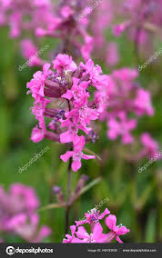 Attēlu rezultāti vaicājumam “Silene viscaria”