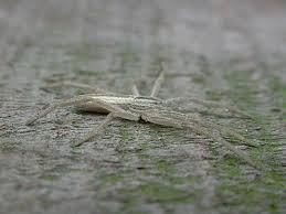 Attēlu rezultāti vaicājumam “Tibellus oblongus”