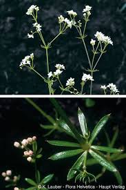 Attēlu rezultāti vaicājumam “Galium schultesii”