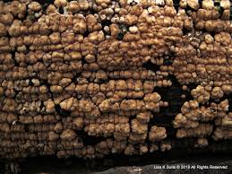 Attēlu rezultāti vaicājumam “Xylobolus frustulatus”