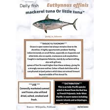 Image result for Euthynnus affinis