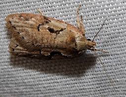 Attēlu rezultāti vaicājumam “Semioscopis steinkellneriana”