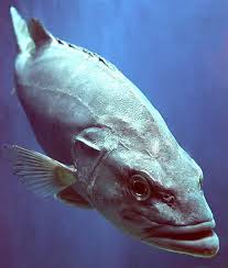 Image result for Polyprion americanus