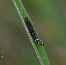 Attēlu rezultāti vaicājumam “Aphelia paleana larva”