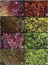 Attēlu rezultāti vaicājumam “Leiocolea rutheana cells”