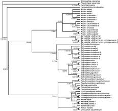 Attēlu rezultāti vaicājumam “Didymodon tophaceus sporophyte”