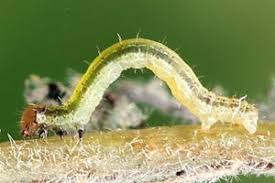 Attēlu rezultāti vaicājumam “Hydria undulata”