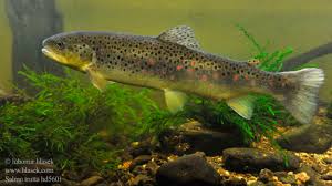 Attēlu rezultāti vaicājumam “Salmo trutta”
