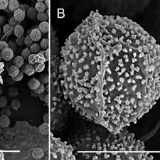 Attēlu rezultāti vaicājumam “Dianema depressum macro”