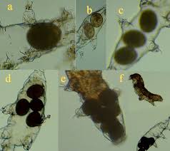Attēlu rezultāti vaicājumam “exuvia”