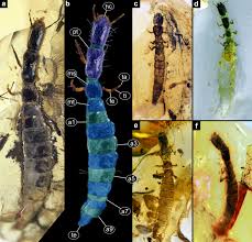 Attēlu rezultāti vaicājumam “Raphidia larva”