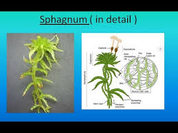 Attēlu rezultāti vaicājumam “Sphagnum centrale sporophyte”