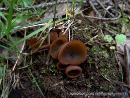 Attēlu rezultāti vaicājumam “Peziza badia”