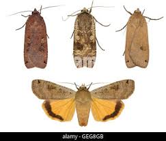 Attēlu rezultāti vaicājumam “Noctua pronuba”