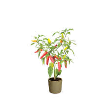 Afbeeldingsresultaat voor chili maya hot pepper hot pepper