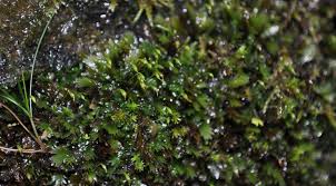 Attēlu rezultāti vaicājumam “Gymnostomum calcareum macro”