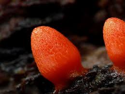 Attēlu rezultāti vaicājumam “Lycogala confusum”