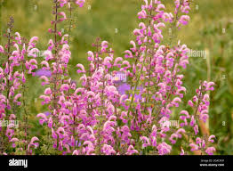 Image result for Salvia pratensis `Rose Rhapsody