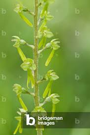 Attēlu rezultāti vaicājumam “Listera ovata bud”