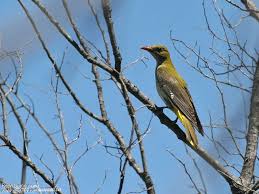 Attēlu rezultāti vaicājumam “Oriolus oriolus female”
