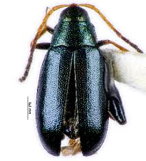 Attēlu rezultāti vaicājumam “Phyllotreta sp.”