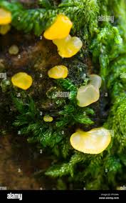 Attēlu rezultāti vaicājumam “Calocera pallidospathulata”