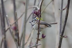 Attēlu rezultāti vaicājumam “Lophophanes cristatus”