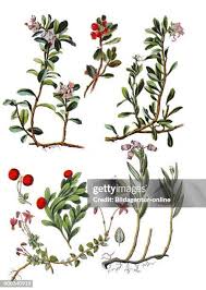 Attēlu rezultāti vaicājumam “Vaccinium vitis-idaea fruit”