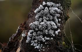 Attēlu rezultāti vaicājumam “Badhamia sp.”