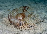 Image result for Anemonenarten